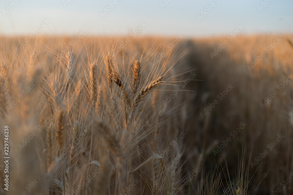 wheat field and beetle