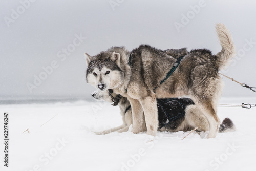 Team of sled dogs in a blizzard at the Kamchatka peninsula © Mikhail Mishchenko