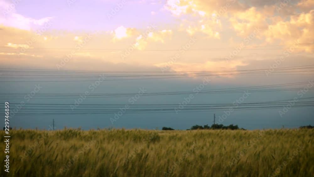 Electricity towers in the wheat field at sunset Electricity towers in the wheat field at sunset