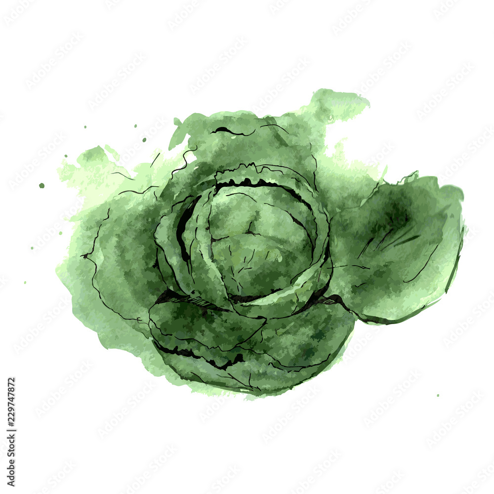Fototapeta premium Savoy cabbage. Food illustration watercolor. Isolated on a white background. vector