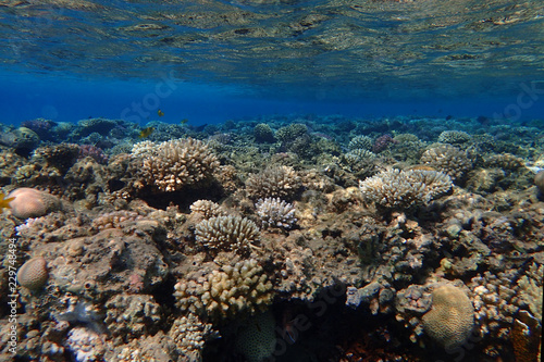 coral reef in Egypt © jonnysek