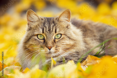 portrait of a Siberian cat lying on the fallen yellow foliage, pet walking on nature in the autumn