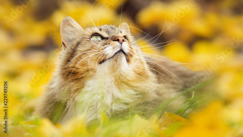 portrait of a Siberian cat lying on the fallen yellow foliage looking up, pet walking on nature in the autumn
