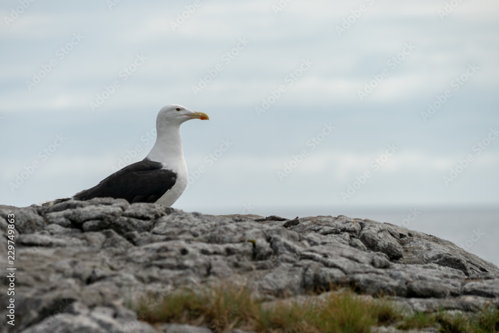 Möwe auf den Lofoten