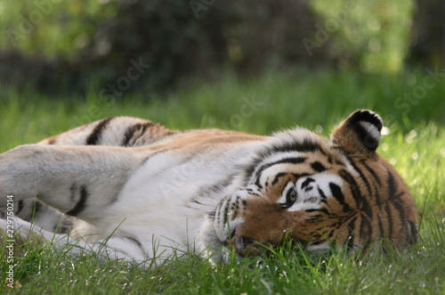 Fototapeta Naklejka Na Ścianę i Meble -  Tiger lying in the grass