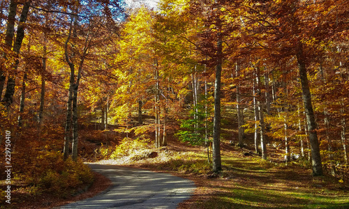 Strada di montagna nella foresta incantata in autunno