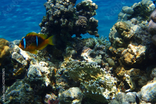 coral reef in Egypt