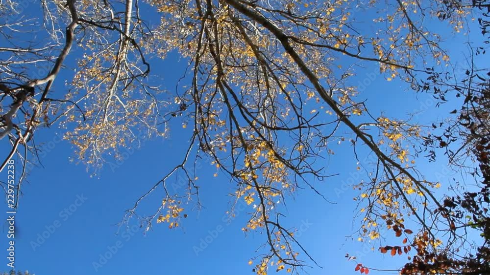 Crowns of popplar with yellow leaves in autumn and blue sky. Calm autumn weather. Yellow dry leaves on trees Crowns of popplar with yellow leaves in autumn and blue sky. Calm autumn weather. Yellow dry leaves on trees