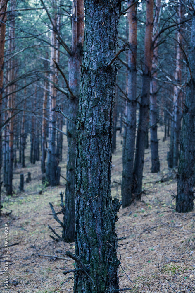 Beautiful forest in the southern Urals, in a pine grove Beautiful forest in the southern Urals, in a pine grove