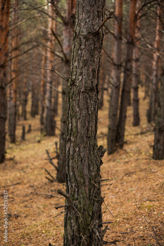 Beautiful forest in the southern Urals, in a pine grove