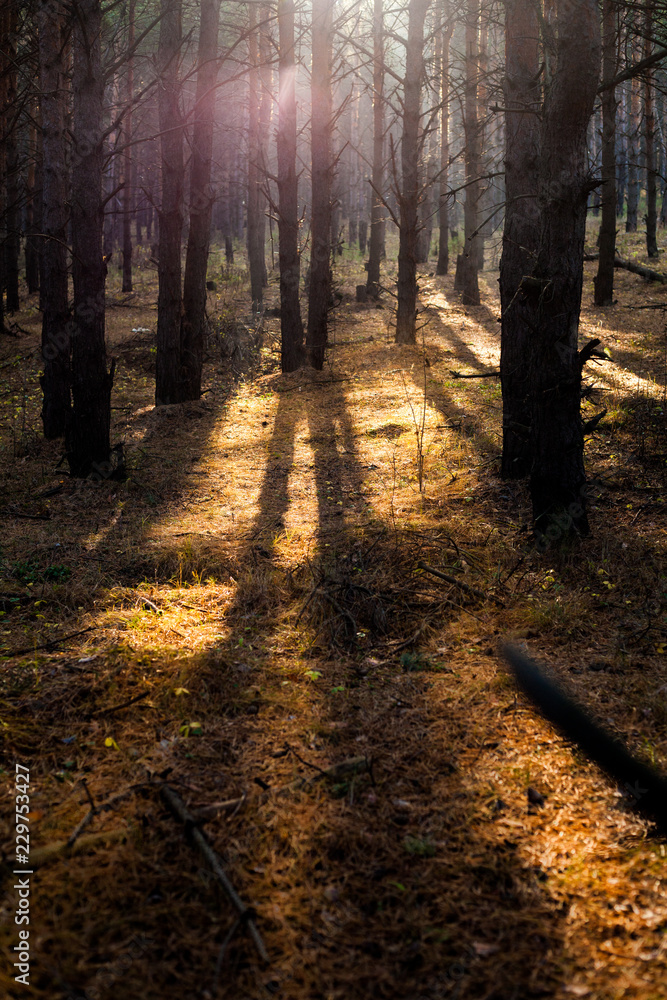 The bright sun rays shining through branches of trees, wood landscape The bright sun rays shining through branches of trees, wood landscape