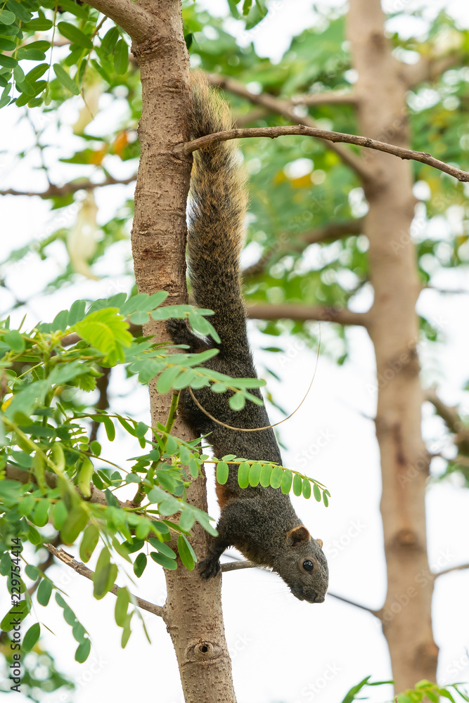 Thai common squirrel on a Vegetable hummingbird tree looking for food