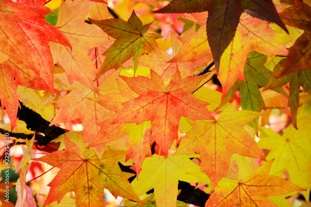 Fototapeta premium colorful leaves autumn background 