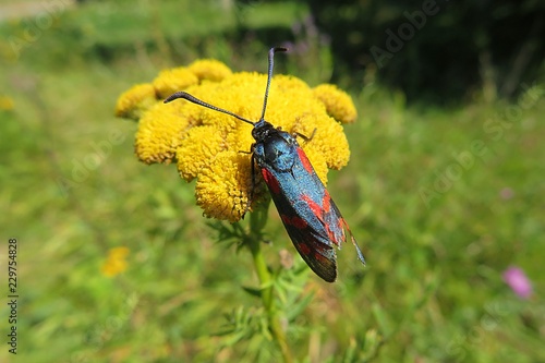 Six-spot burnet butterfly on tansy flowers photo