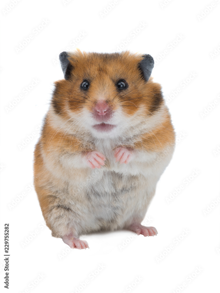 Syrian hamster isolated Syrian hamster isolated