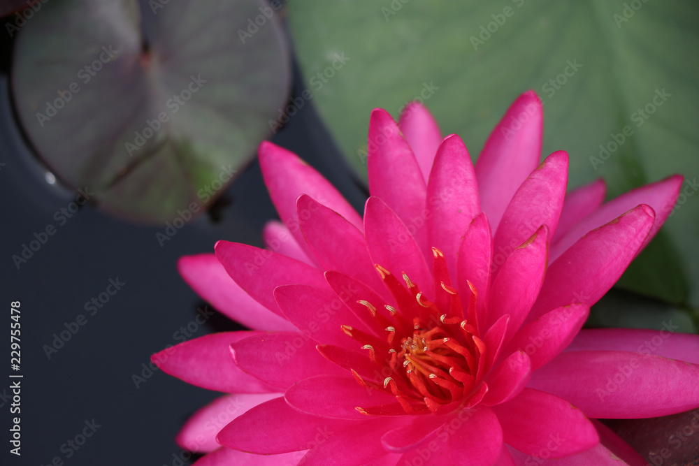 Lotus pink flower blossom flower bright and beautiful in nature background Lotus pink flower blossom flower bright and beautiful in nature background