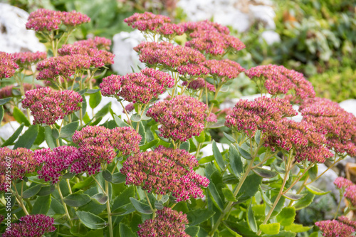 Garden plant Sedum stonecrop prominent, or prominent. Hylotelephium spectabile