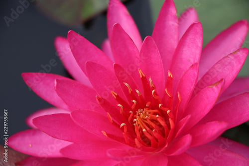 Lotus pink flower blossom flower bright and beautiful in nature background