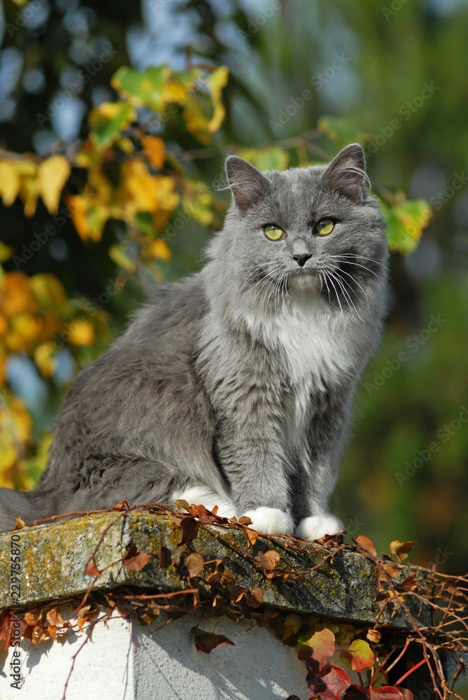 Solid blue deals ragdoll