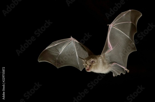 Greater horseshoe bat (Rhinolophus ferrumequinum) in flight at night, Luxembourg, Europe