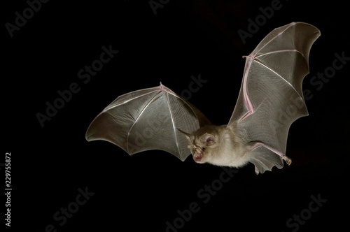 Greater horseshoe bat (Rhinolophus ferrumequinum) in flight at night, Luxembourg, Europe photo