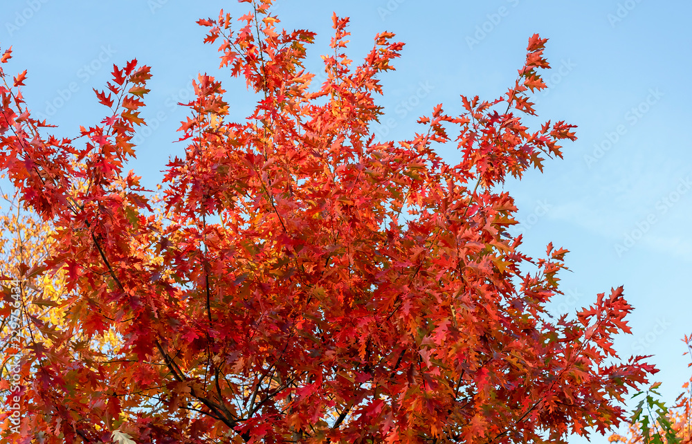 Autumn trees with red and yellow leaves. Autumn trees with red and yellow leaves.