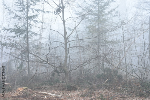 stormschade tussen de dennen op mistige morgen in de Kruisbergse bossen photo