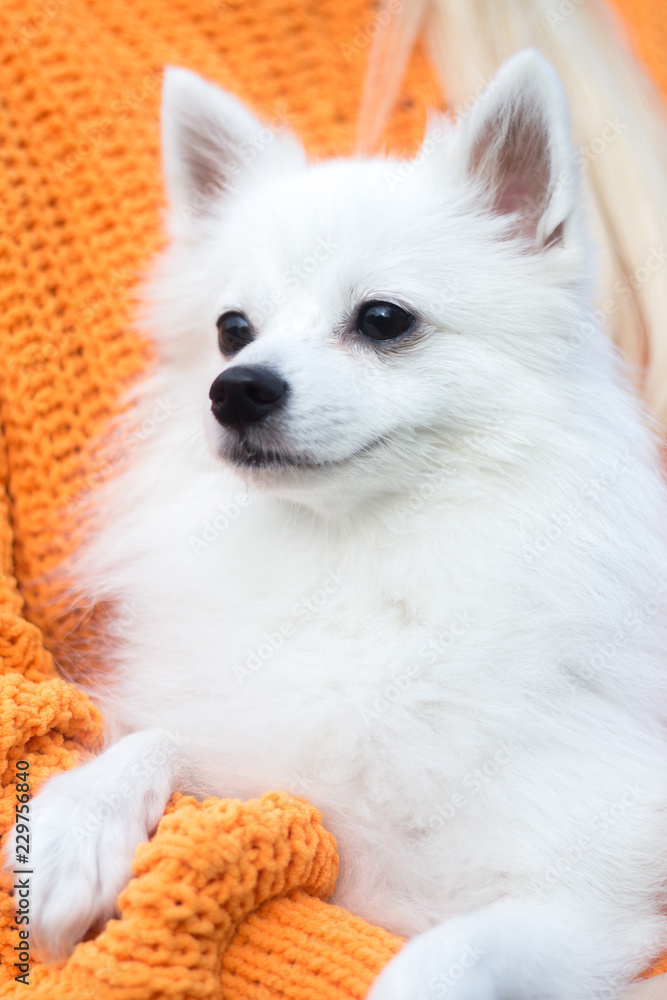 White dog portrait