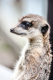 Meerkat in the Serengeti