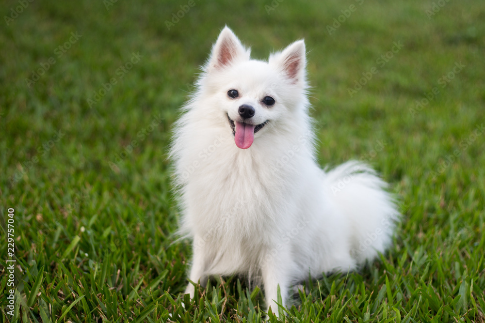 White dog outside portrait White dog outside portrait