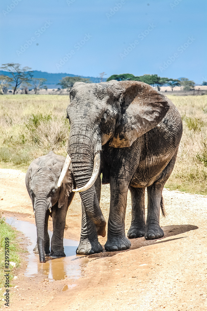Obraz premium Cow / Mother elephant with baby drinking water on sand road during serengeti trip through safari Tansania / Africa