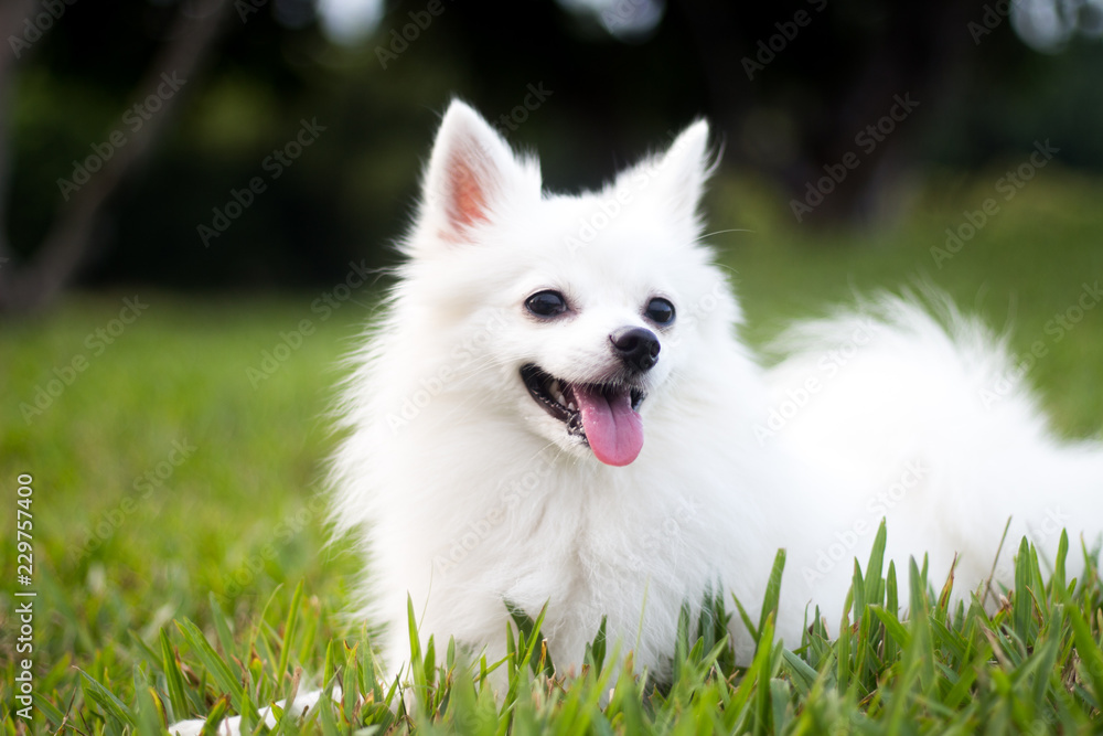 White cute pomeranian dog portrait White cute pomeranian dog portrait
