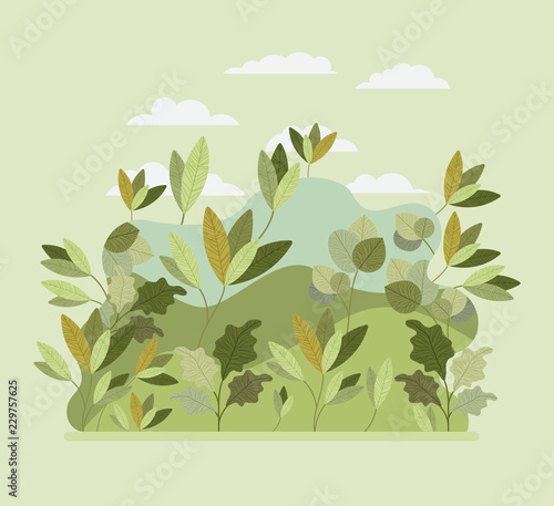 natural forest landscape scene