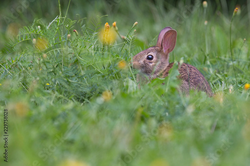 cute cottontail bunny portrait