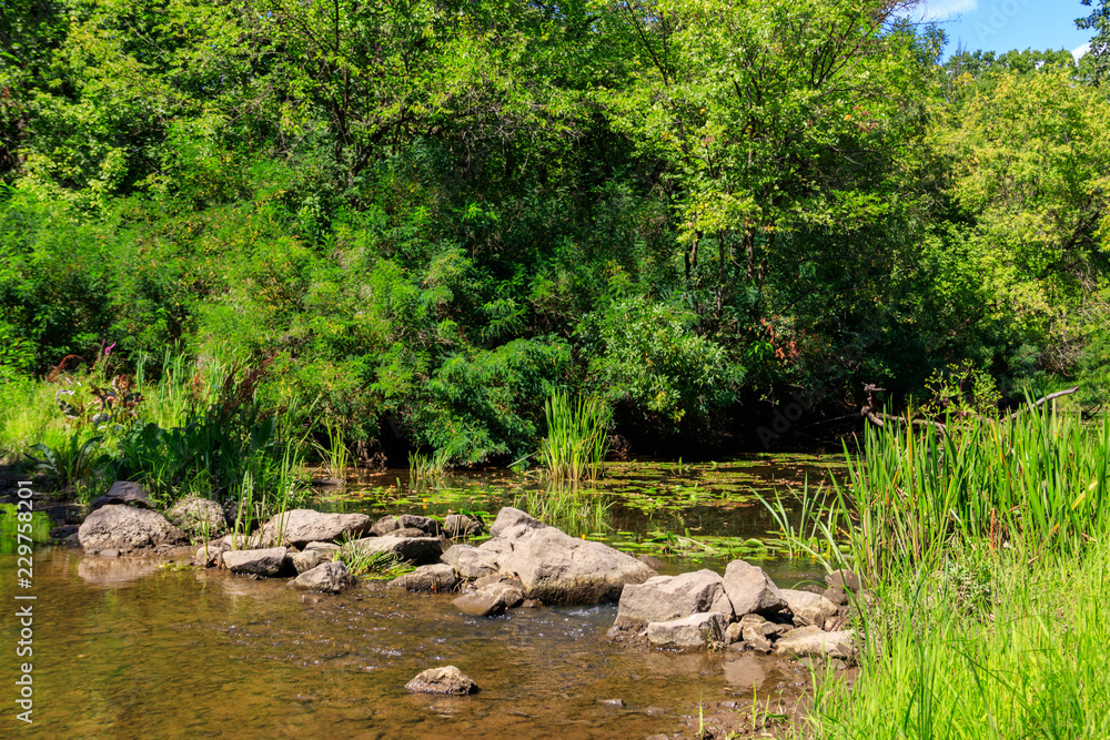 Small river in green forest at summer