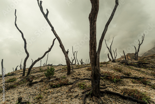 dead forest