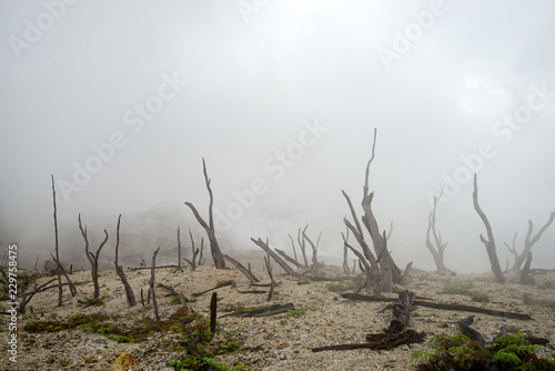 Fototapeta Naklejka Na Ścianę i Meble -  landscape of natural elements, burnt forest in fog and smoke