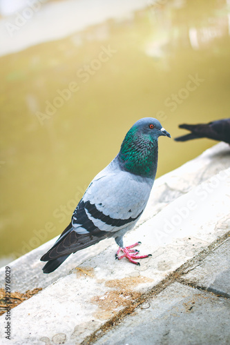 Pegions or doves inhabited the city, Thailand.