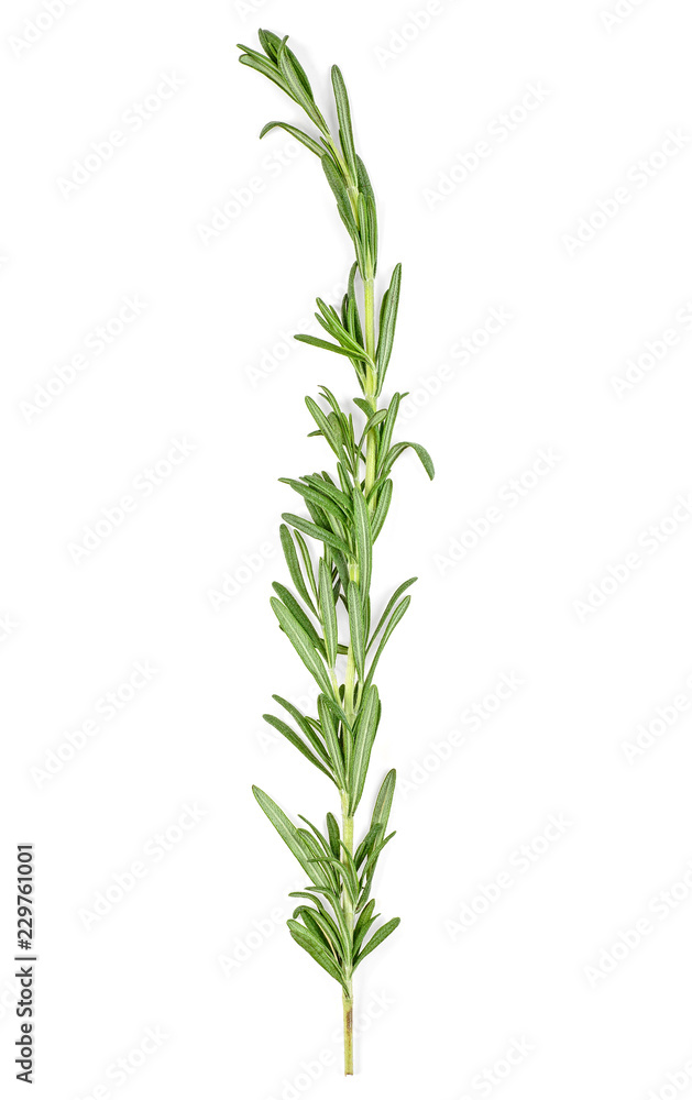 Sprig of fresh rosemary branch isolated on white background. Top view. Sprig of fresh rosemary branch isolated on white background. Top view.