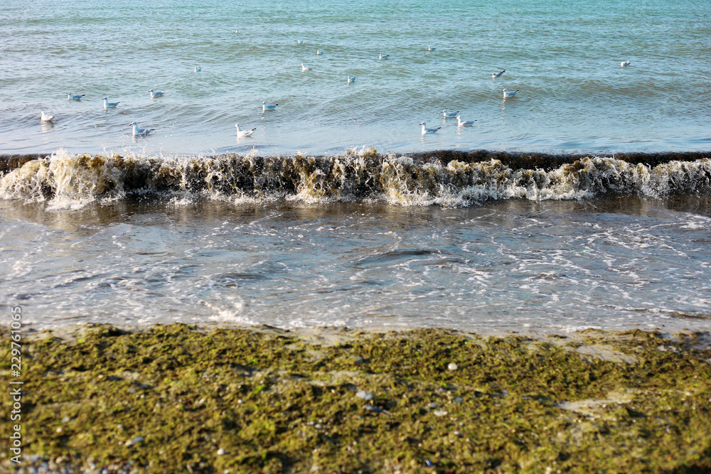 seagulls floating and fishing in waves after the storm with seaweed on the shore seagulls floating and fishing in waves after the storm with seaweed on the shore