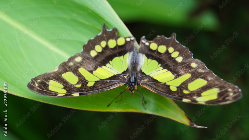 Fototapeta premium close up butterfly green and black