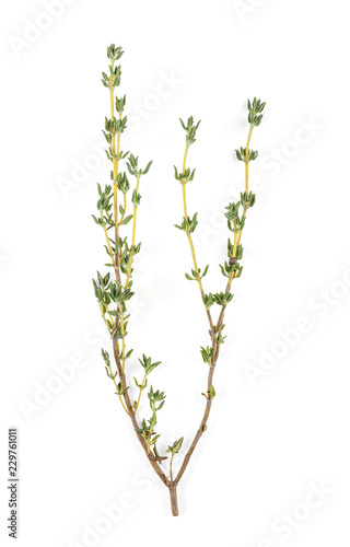 Sprig of fresh thyme isolated on white background. Top view.