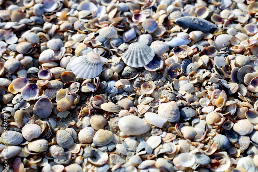 beautiful multicolored seashells texture close up on the beach beautiful multicolored seashells texture close up on the beach