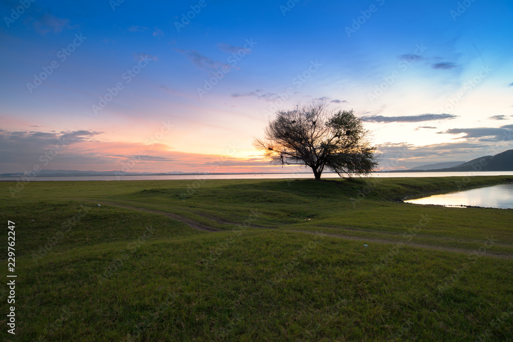 alone big tree in the meadow at Sunset time. alone big tree in the meadow at Sunset time.
