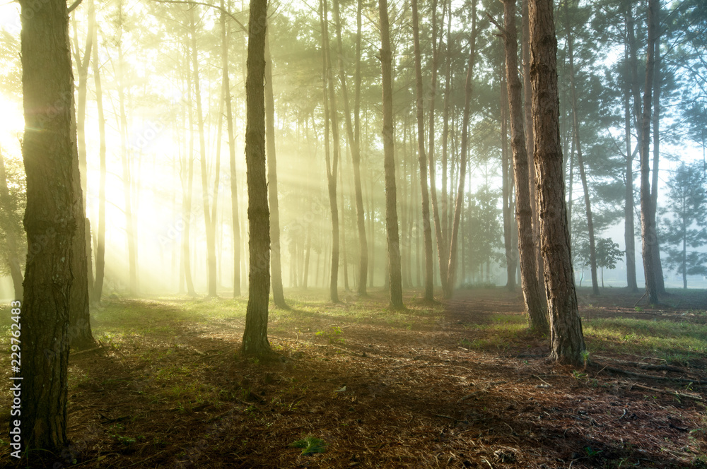 Naklejka premium misty forest during a foggy winter day by Sunbeams through Fog