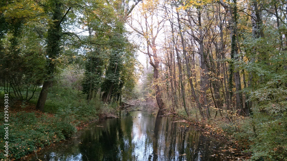 Forest with river in autumn, West Slovakia, South Slovakia, near Bratislava