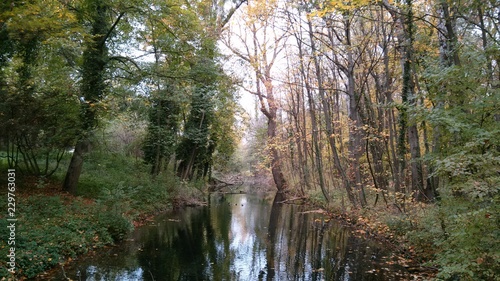 Forest with river in autumn, West Slovakia, South Slovakia, near Bratislava