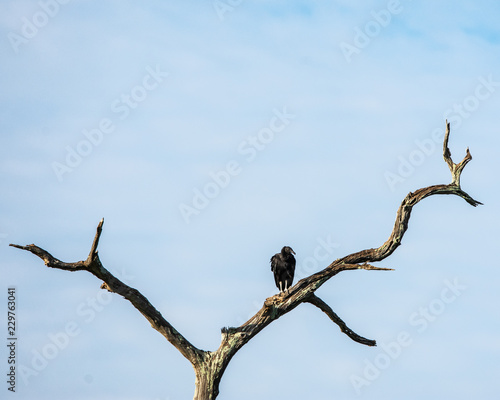 Black Vulture on a dead tree in Brazos Bend State Park!