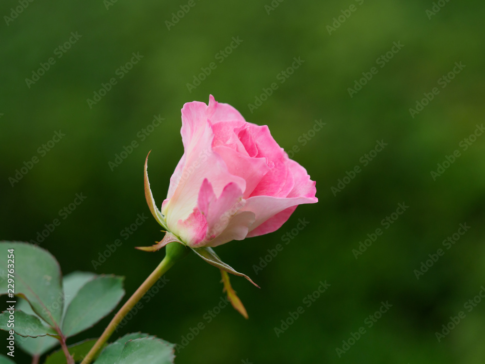 淡いピンクの美しい薔薇