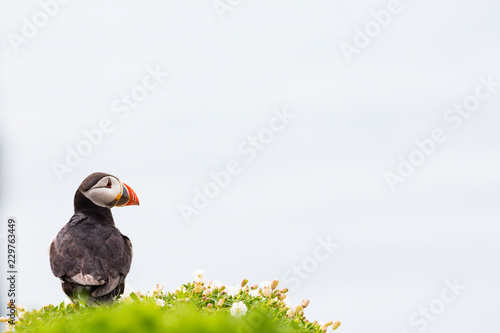 Biologists announce record numbers of puffins on Skomer island © Dave